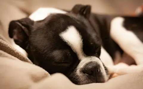 Czarno-biały pies Boston Terrier śpi głęboko na miękkim kocu. Widać, ile śpi pies, gdy odpoczywa.