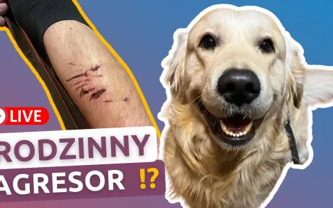 Czy golden retriever niszczy? Jak uniknąć zniszczeń w domu
