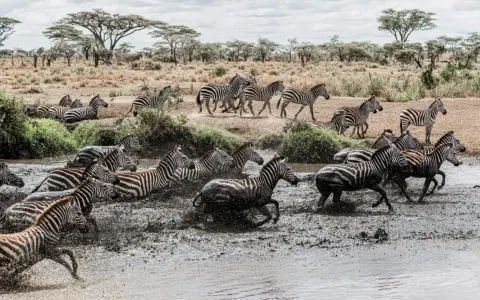 Stado zebr wbiega do błotnistej wody w Masai Mara, Kenia. Woda rozpryskuje się wokół ich nóg, tworząc dynamiczny widok.