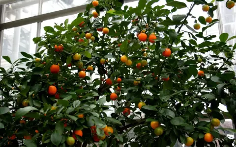 Krzew z owocami, jak małe pomarańcze, to **oriana calamondin**.