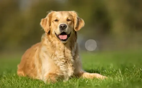 Uśmiechnięty golden retriever leży na trawie, ciesząc się ciepłym dniem.