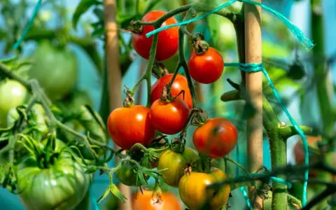 Tomates rouges et vertes mûrissant sur la tige, promettant les meilleures tomates pour salade.