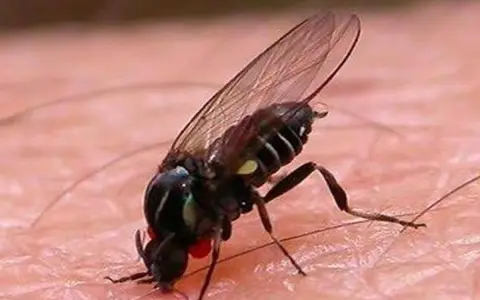 Mosca de la caca, un insecto negro con alas transparentes y ojos rojos, posado sobre piel rosada.