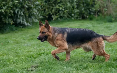 Berger allemand en pleine course sur l'herbe, signe d'une bonne alimentation et d'une santé de fer.