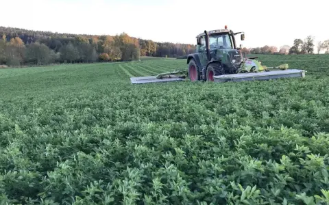 Zielony traktor kosi pole pełne lucerny i koniczyny. W tle las.