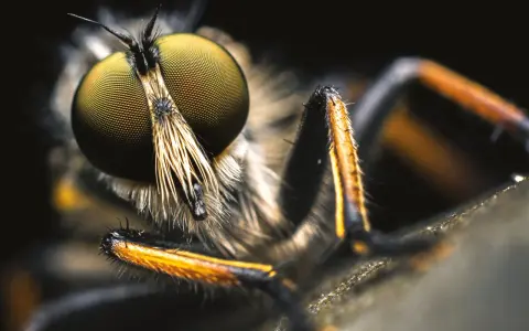 Obiektyw makro do owadów: Wybierz idealny! Poradnik eksperta