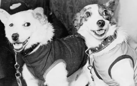 Deux chiens, prêts pour leur voyage, un chien envoyé dans l'espace.