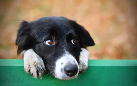 Smutny piesek z czarną sierścią i białymi łapkami opiera się o zieloną ławkę. Wygląda, jakby bardzo chciał zrobić kupę, ale nie może, i cicho piszczy.