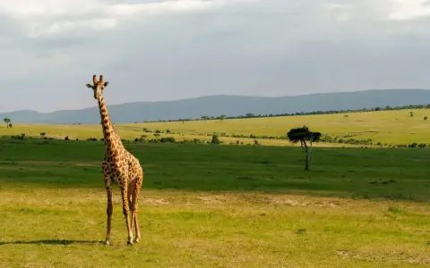 Żyrafa na tle zielonych wzgórz Kenii. Niezapomniane wrażenia z safari w Nairobi.