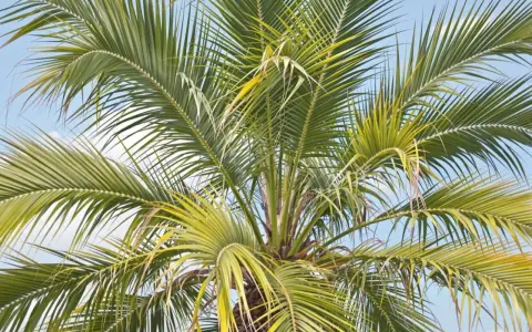 Le soleil a pâli les feuilles d'un palmier, lui donnant une teinte jaune-vert sous le ciel bleu.