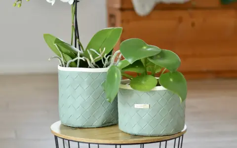 Tuto cache pot tissu : deux plantes vertes dans des contenants tressés vert pâle, sur une table basse.