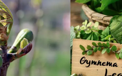 Jeunes pousses et feuilles de gymnema sylvestre, une plante aux multiples bienfaits.