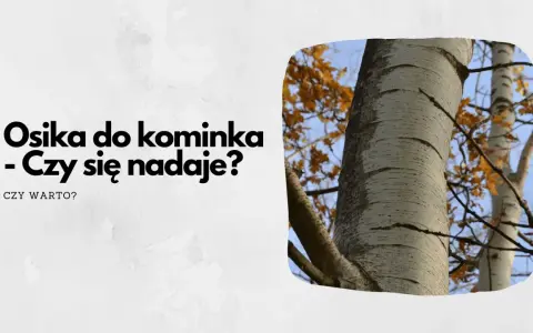 Osika do kominka – czy się nadaje? Pytanie o drewno na opał, z widokiem na pnie drzew i jesienne liście.
