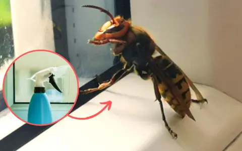 Duży szerszeń obok butelki ze sprayem. Czy to jest to, co odstrasza szerszenie?