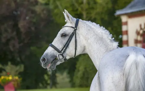 Magnifique cheval blanc, mylord Carthago, au licol orné, se tient fièrement devant un manoir.