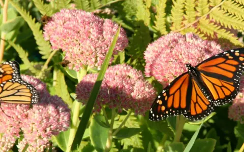Un papillon monarque aux ailes orange et noires butine des fleurs roses. Des abeilles travaillent aussi sur les asclépiades.