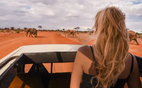 Niesamowity wyjazd na safari! Widok słoni spacerujących po czerwonej drodze z perspektywy samochodu terenowego.