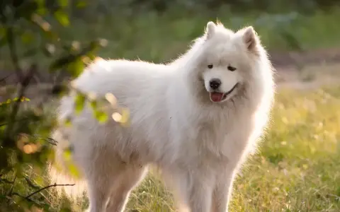 Samoyed czy gubi sierść? Odkryj sekrety linienia i pielęgnacji