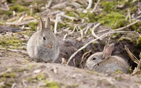 Dos conejitos exploran el exterior de su madriguera, mostrando dónde viven los conejos en su hogar natural.