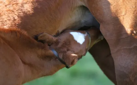 Un poulain brun boit le colostrum de sa mère. Sa petite tête est blottie contre le flanc de la jument, une tache blanche orne son front.