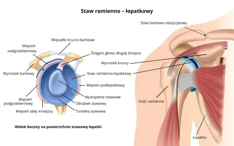 Anatomia stawu ramienno-łopatkowego: mięsień grzebieniowy barku, ścięgno bicepsa, więzadła i kości.
