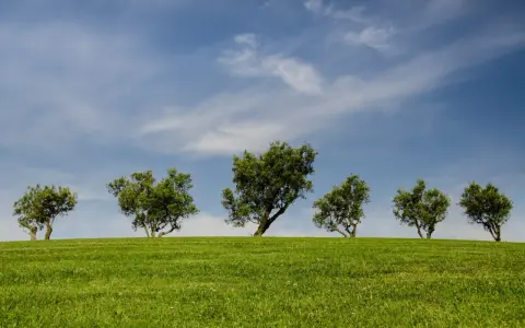 Sześć zielonych drzew na tle błękitnego nieba z chmurami. Te drzewa po angielsku, zwane "trees", tworzą malowniczy krajobraz na wzgórzu.