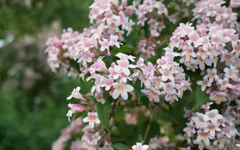 Gros plan sur des grappes de fleurs roses et blanches d'un abélia, avec un feuillage vert flou en arrière-plan.