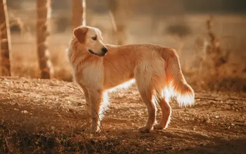 Czy golden retriever może mieszkać na dworze? Odkryj prawdę o jego potrzebach