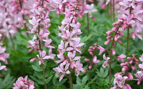 En äng med moses brinnande buske i full blom. De rosa blommorna står i kontrast till det gröna bladverket.