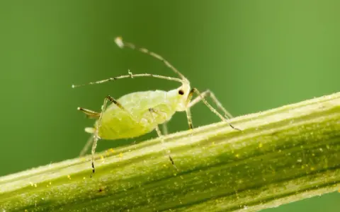 Puceron vert sur une tige, un ennemi des plantes, mais certaines plantes sont une plante anti pucerons naturelle.