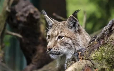 Un lynx boréal, majestueux habitant des forêts du Jura, observe attentivement son environnement depuis sa cachette dans un arbre.