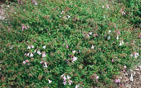 Un arbusto frondoso cubierto de pequeñas flores tubulares de color rosa pálido y blanco.
