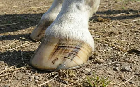 Gros plan sur les sabots d'un cheval blanc, montrant des marques sombres sur la corne, potentiellement un signe de maladie du sabot.