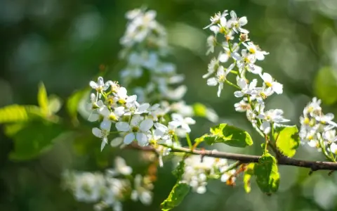 Grappes de fleurs blanches délicates sur une branche, évoquant la promesse de fruits grâce à un bon engrais cerisier.