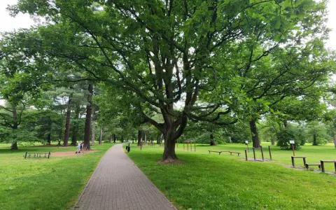 Świerklaniec park: aleja wśród zieleni, pod rozłożystym dębem, z siłownią plenerową i ławkami.