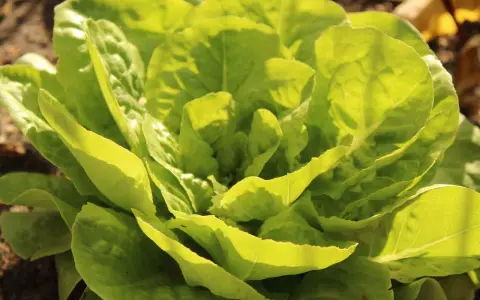 Une belle laitue verte, prête à faire pommer les salades, pousse dans le jardin. Ses feuilles tendres sont baignées de soleil.