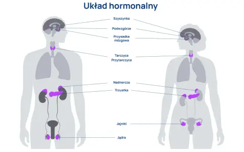 Ilustracja układu hormonalnego z zaznaczonymi gruczołami w mózgu, szyi, nadnerczach, trzustce i narządach płciowych.