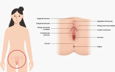 Ilustracja anatomiczna przedstawiająca budowę zewnętrznych narządów płciowych kobiety z opisami.