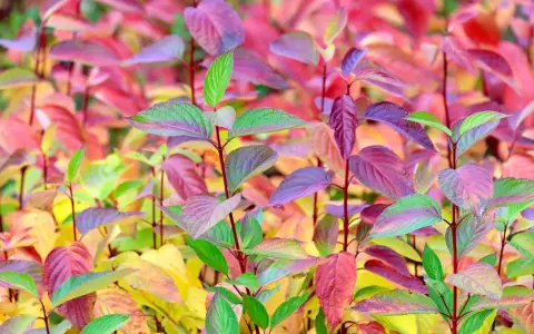 Bunte Blätter eines Hartriegels, die zum **Hartriegel schneiden** im Herbst einladen.