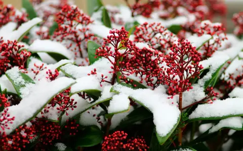 Röda bär på skimmia täckta av snö. Vackert trots skimmia minusgrader.