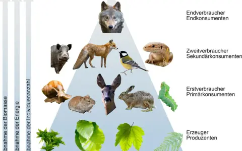 Wolf, Fuchs, Wildschwein, Eidechse, Meise, Reh, Hase, Maus, Schnecke, Raupe und Pflanzen bilden eine Nahrungskette.