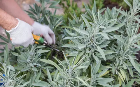 Mit Handschuhen und einer Gartenschere werden frische Salbeiblätter geerntet.