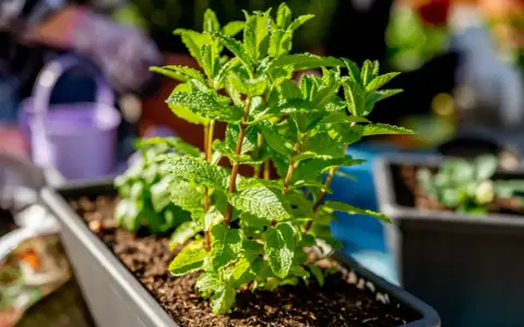 Planta de menta en maceta, ideal como plantas antimosquitos para tu jardín.