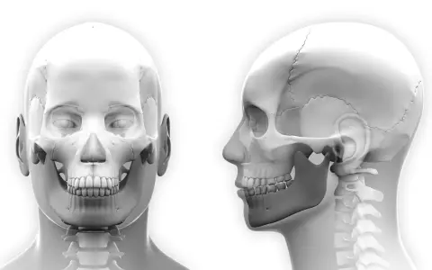 Anatomia czaszki z przodu i z profilu, kluczowa dla terapii twarzowo czaszkowej.
