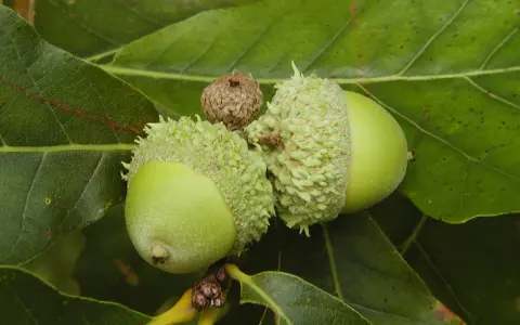 Glands de chêne verts sur une branche. Pour savoir dans quel sens planter un gland de chêne, il faut observer la petite pointe qui sera la future racine.