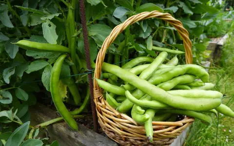 Panier rempli de fèves vertes fraîchement cueillies, à côté des plants. Idéal pour savoir dans quel sens semer les fèves pour une récolte abondante.