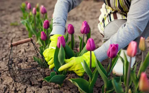 Ręce w zielonych rękawiczkach pielęgnują fioletowe tulipany. Rozpoczyna się uprawa tulipanów, a obok stoi koszyk.