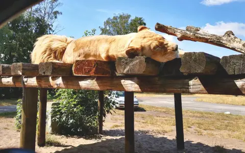 Safaripark Stukenbrock: Alle Attraktionen & Shows für Ihren Ausflug