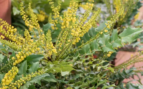 Grappes de petites fleurs jaunes sur un arbuste aux feuilles vertes piquantes. Diverses variétés de mahonia en pleine floraison.