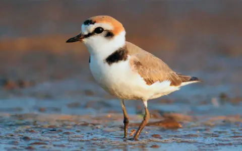 Un chorlitejo patinegro, con su plumaje blanco y marrón, se posa en la orilla.
